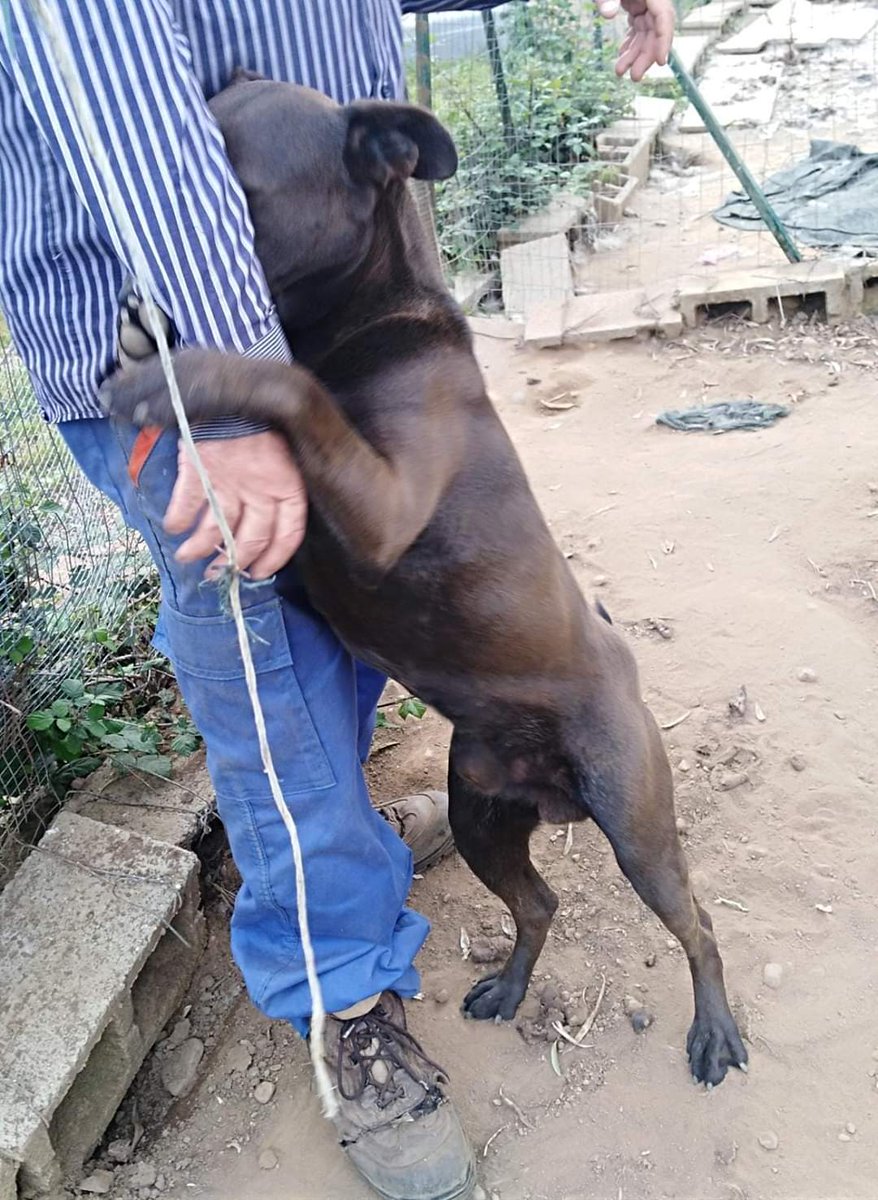 E ogni volta uscire dal suo recinto é uno strazio,dopo aver pulito cambiato l'acqua e riempito la ciotola,lui sa ke stiamo x andar via e si aggrappa alle nostre gambe piangendo,nn vuole rimanere da solo.Charly 2anni cerca affetto,qualcuno vorrebbe donarglierlo?
Lamezia 3335031658