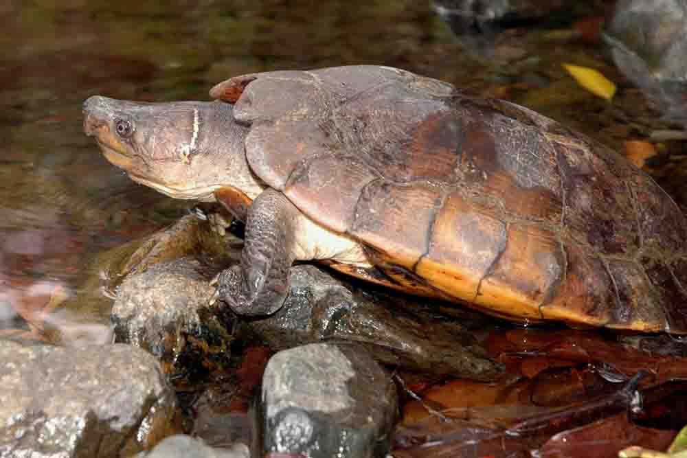 #13 is the Philippine forest  #turtle because it's also  #WorldTurtleDay today! This freshwater species is known only from Palawan. More info about it here (where I also nicked this pic from):  https://bit.ly/3d1PR04  #IDB2020  #BiodiversityDay