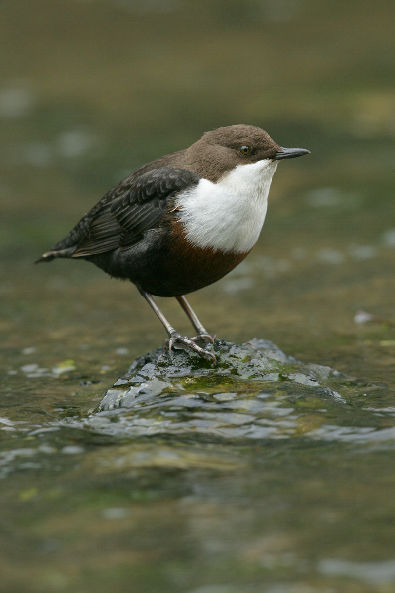 Our new  @globalchangebio paper shows how things align to enable research. In outline: a river bird, the dipper, ingests 00s of  #microplastic fragments daily through their insect prey, also feeding prey-bound plastic to chicks  https://onlinelibrary.wiley.com/doi/full/10.1111/gcb.15139  #AcademicTwitter  #ornithology