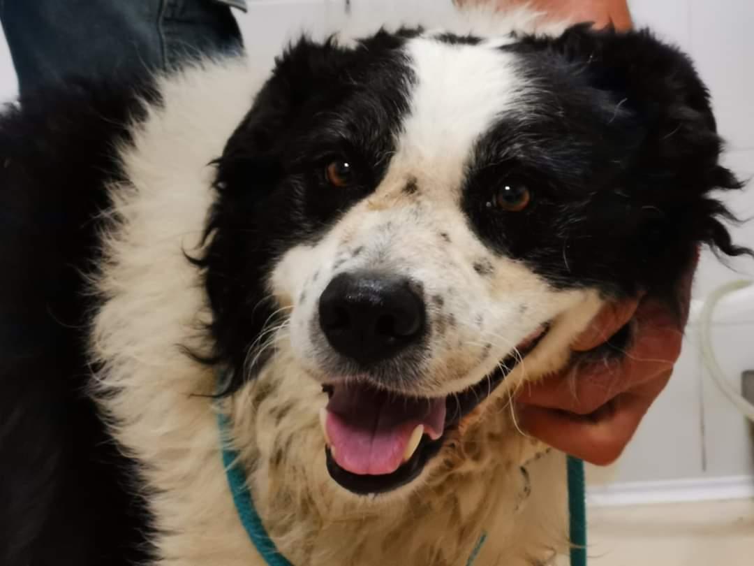 fattoriaditobia's tweet photo. #news Nuovo ospite subito in visita #TIBULLO.
Circa 2 anni, pesa 29kg
🔝Resta aggiornato, scarica la APP gratuita interattiva
#playstore #appstore
🌐 https://t.co/hgyUowt1o7
Canile Rifugio con Funzione Pubblica (Legge 281/91) – Certificazione ISO9001 (Rm) https://t.co/53LD9CtIER