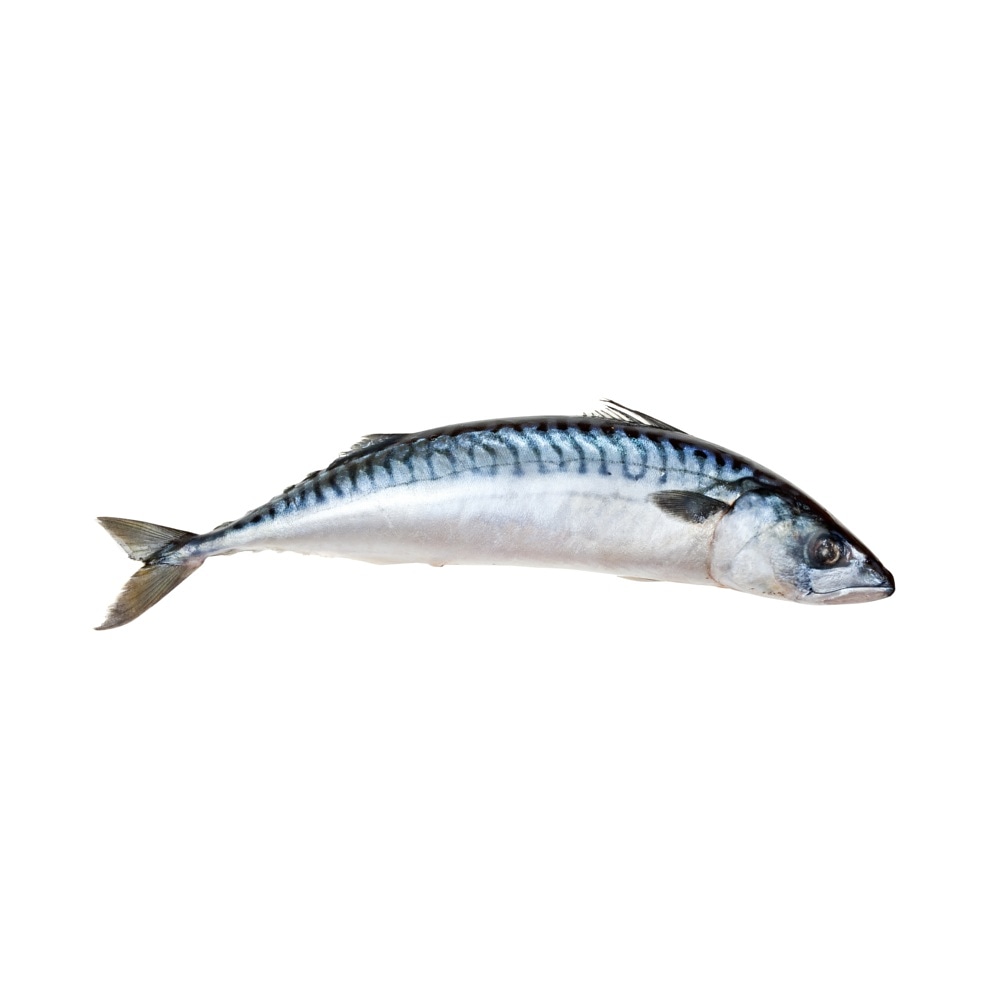 Hastings Fish tweet media