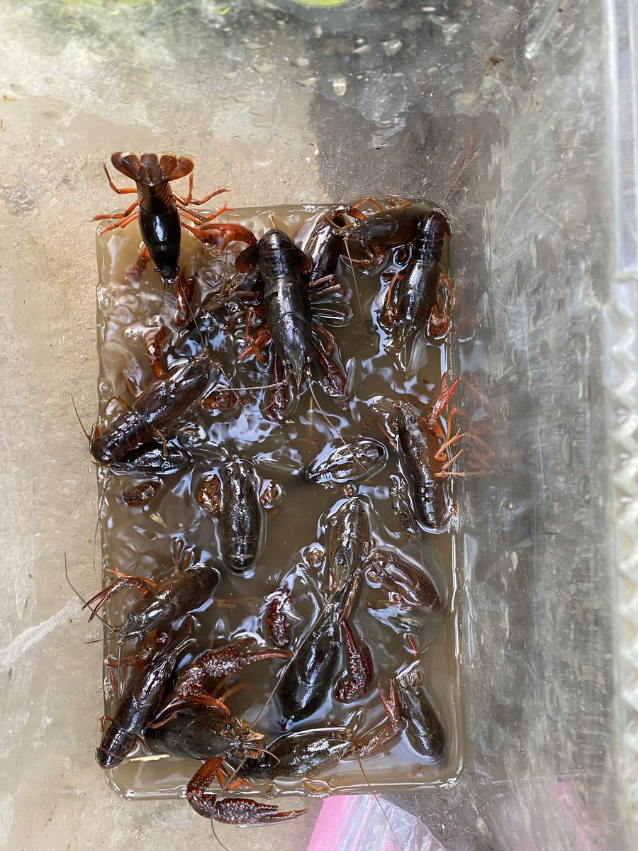 ぶぶぶん丸 ザリガニ釣り後半の部 無限に釣れる ぶぶぶん丸 ザリガニ釣り後半の部 無限に釣れる