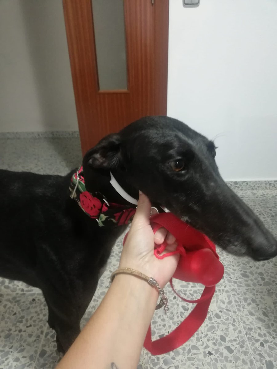 Batallon_Merida's tweet photo. NOTICIÓN!!!
Nuestra preciosa Aza (ahora Gala) ha salido adoptada por una compañera de la perrera @ramiro_laly ,así que no hace falta ni que le hagamos seguimiento jeje. Sobra decir que con ella va a tener la vida que nunca le han dado, las fotos lo dicen todo 😊
#AdoptaNoCompres https://t.co/lbtrPCKvCG