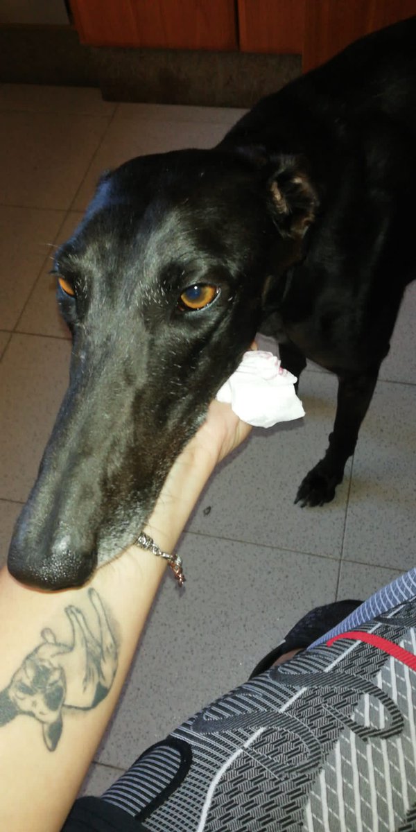 Batallon_Merida's tweet photo. NOTICIÓN!!!
Nuestra preciosa Aza (ahora Gala) ha salido adoptada por una compañera de la perrera @ramiro_laly ,así que no hace falta ni que le hagamos seguimiento jeje. Sobra decir que con ella va a tener la vida que nunca le han dado, las fotos lo dicen todo 😊
#AdoptaNoCompres https://t.co/lbtrPCKvCG