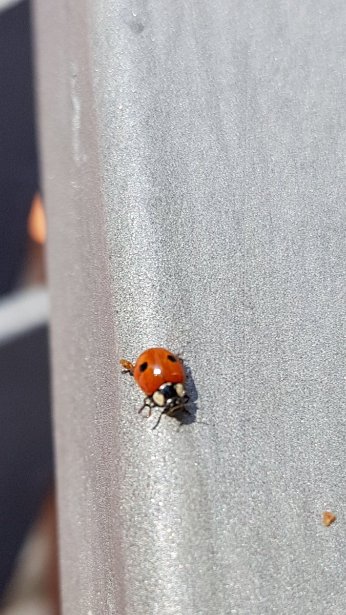 Coccinella💥