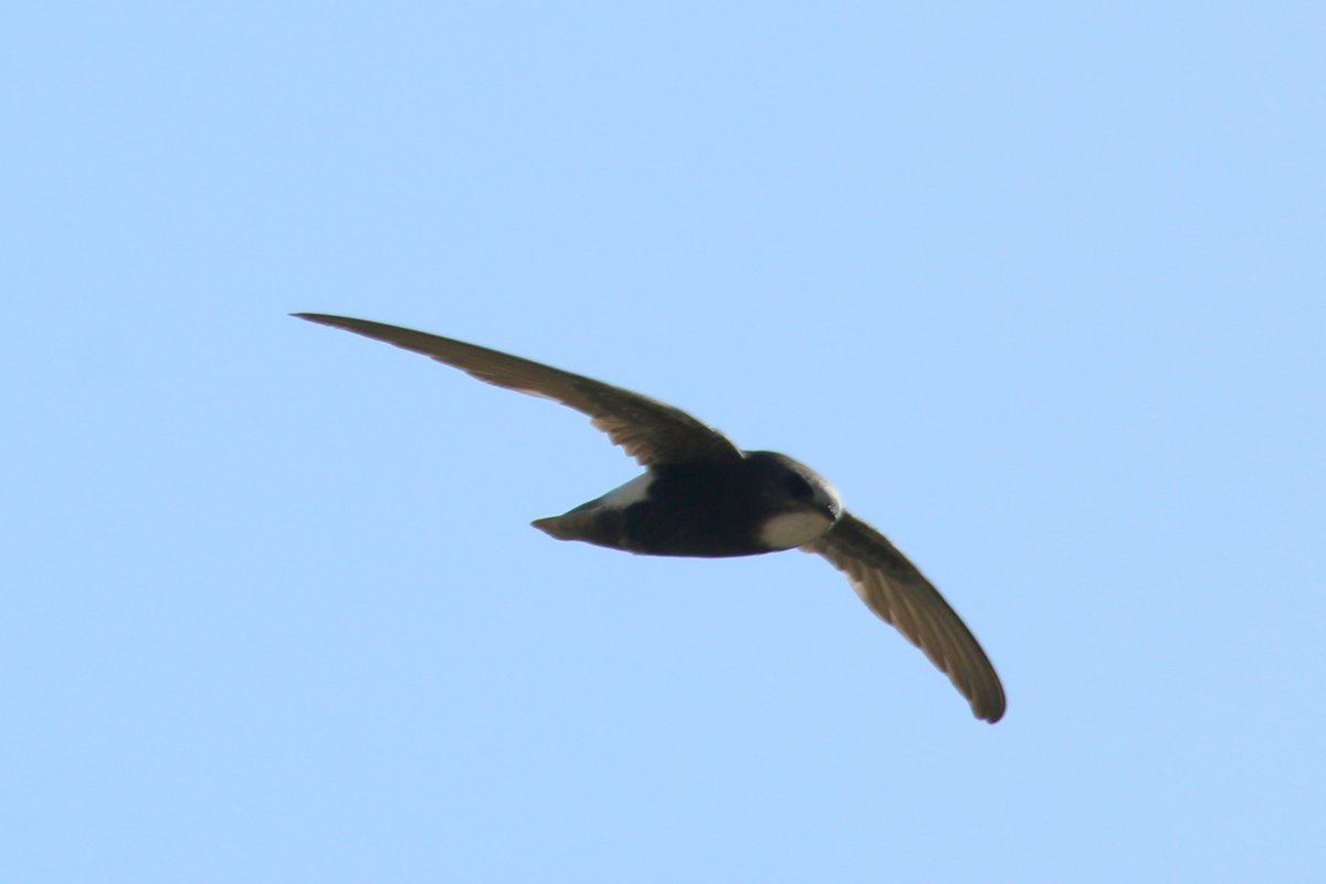 Amanosbirding's tweet photo. #Küçükebabil #littleswift #Apusaffinis #Hatay #Reyhanlı #Asinehri #Atçanaharabeleri #orontesriver #birdmigration #2020springmigration #birding #birdwatching #ornithology #birdphotography #birds #NaturePhotography #nature #naturelovers https://t.co/HYBjWWPKYd