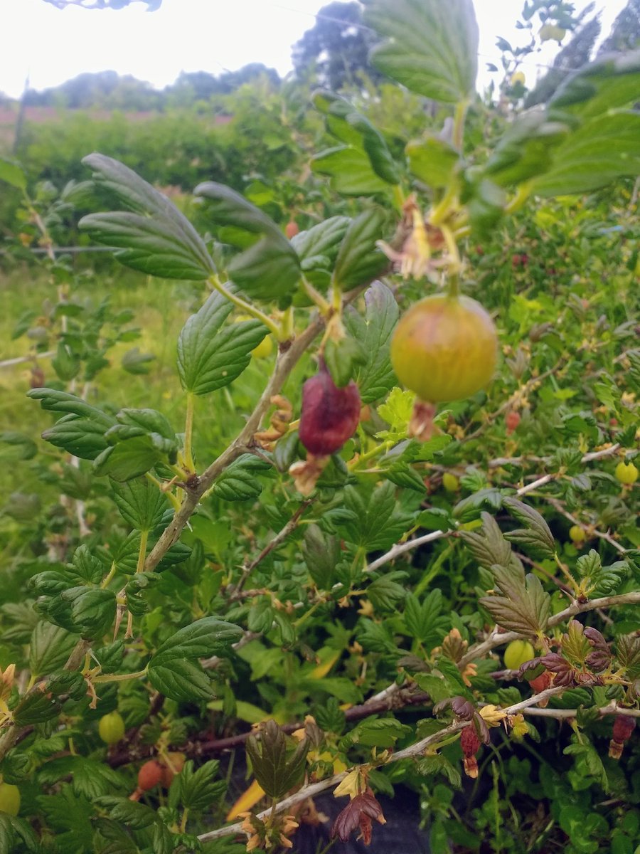Can anyone tell me what's happened to these guz-gogs? A lot of brown immature fruit has fallen, some marginal leaf discolouration. Can't be lack of water, frost, honey fungus, mildew,  iron deficiency, sawfly...
#weekendbotanyfun