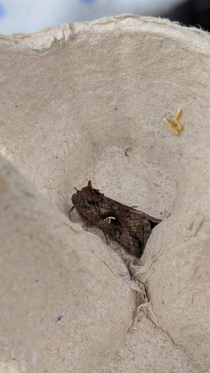 J1mboJet's tweet photo. 19 moth species last night. Highest so far for 2020. Was damn windy in night but found a sheltered spot for trap.
First silver y of year, a corking buff ermine and middle-barred minor
#teammoth
#gardenmothtrap
#insectsrule
@HerefordshireWT
@savebutterflies https://t.co/HoiBqY39dB
