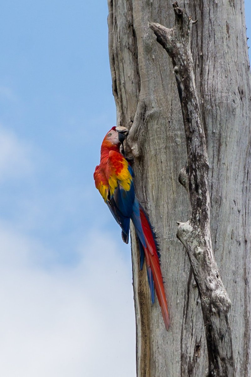 chrisrabephoto's tweet photo. We'd all but given up on seeing scarlet Macaw for first time on this particular trip, when on journey to airport our driver pulled over when he'd spotted this 😁 a great #costarica send off 🙂 #wildlifememory #wildlife #wildlifephotography #nature #TwitterNatureCommunity https://t.co/t8ijlvNz1Q