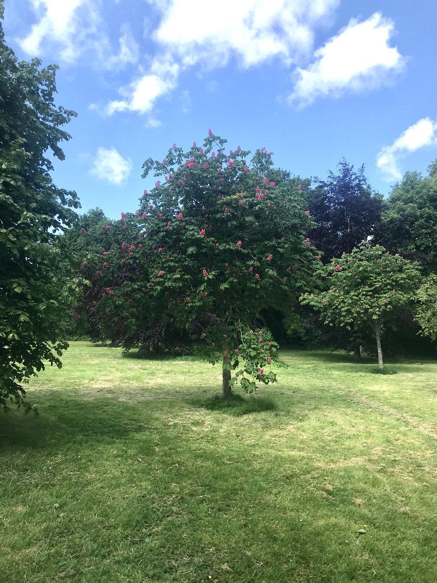 ActonParkFriend's tweet photo. Is it me or do the leaves at Acton Park look glossier than they usually do at this time of the year? https://t.co/NXE8fGqRJQ