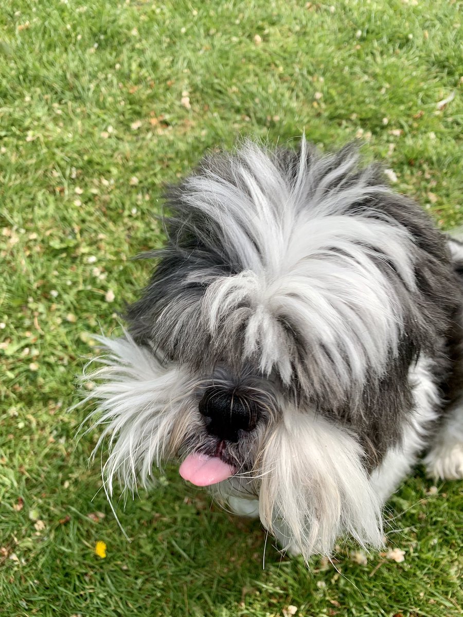 barold1967's tweet photo. Park and fields were empty this morning, nice but a wee bit windy 💨 🐶 https://t.co/xxJf2RfezX