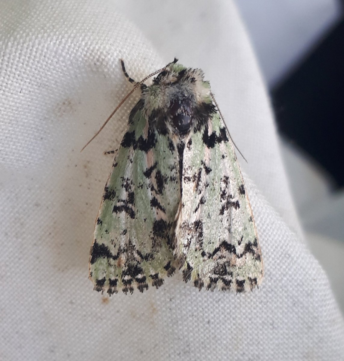 martin o'brien tweet media