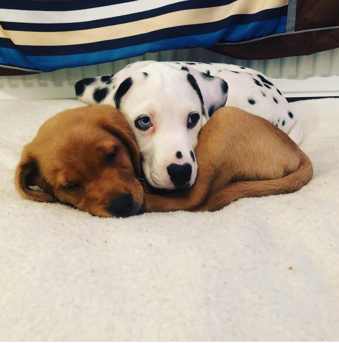 Cutest Dogs ever tweet media
