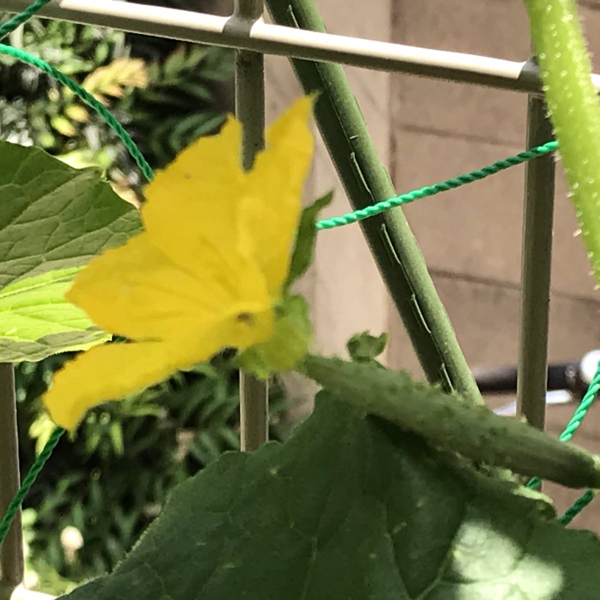 カフェスタイル V Twitter きゅうり 育ってきました きゅうり 胡瓜 キュウリ きゅうりの花 キュウリの花 家庭菜園 家庭栽培 自家栽培 自家菜園 プランター菜園 プランター栽培 おうち園芸 おうちで園芸