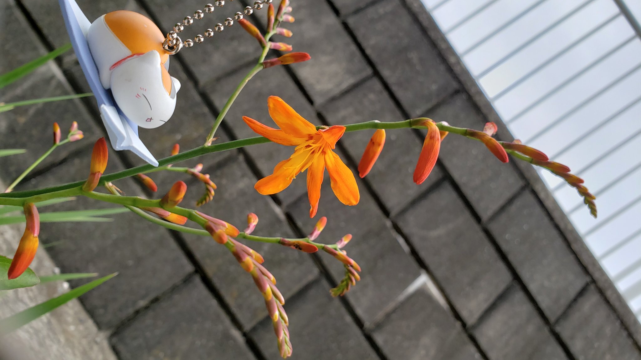 雑多日記 ヒメヒオウギズイセン 姫檜扇水仙 別名クロコスミア アヤメ科 花言葉 楽しい思い出 陽気 譲渡の美 球根は癌治療に使われるそうです 写真で奏でる私の世界 T Co Tlom7i0nup Twitter