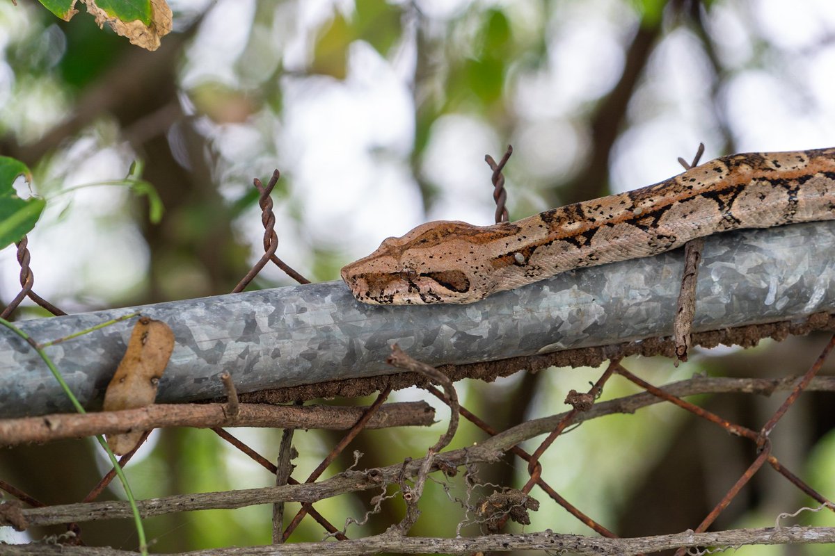 chrisrabephoto's tweet photo. Mexico - we knew something was about as birds agitated. Looked for ages found nothing, until eyes came to fence mere feet from face 😂 boa - stunning #wildlifememory #wildlife #wildlifephotography #nature #naturephotography #snakes #TwitterNatureCommunity https://t.co/tbaXlZVJvZ