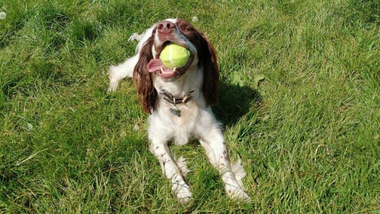 poshtails's tweet photo. Let's play
😋

#Dog #Bristol #dogwalking https://t.co/roR76GlGw4
