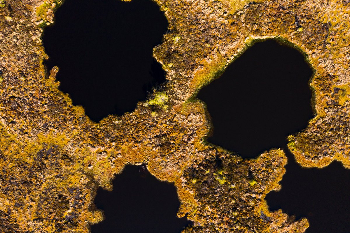 wildplanetblog's tweet photo. Torronsuo National Park is Finland's deepest bog, some areas reaching 12 m depth! From above it looks even more interesting!

#Finland #torronsuo #luonto #dronephotography #drones #dji #suomenluonto #nationalparks #drone #nature #luontokuva #Suomi https://t.co/iZfWtIkAcV