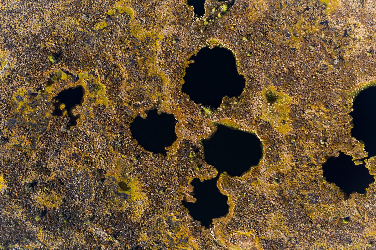 wildplanetblog's tweet photo. Torronsuo National Park is Finland's deepest bog, some areas reaching 12 m depth! From above it looks even more interesting!

#Finland #torronsuo #luonto #dronephotography #drones #dji #suomenluonto #nationalparks #drone #nature #luontokuva #Suomi https://t.co/iZfWtIkAcV