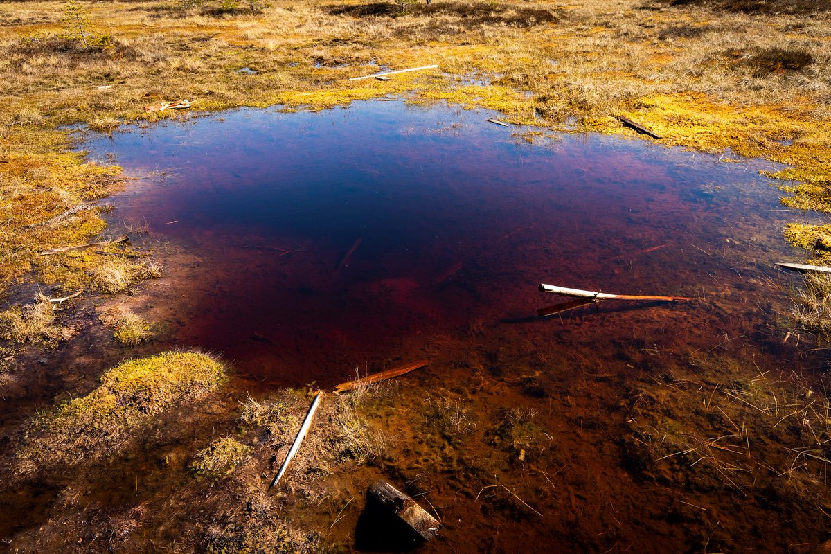 wildplanetblog's tweet photo. Torronsuo National Park is Finland's deepest bog, some areas reaching 12 m depth! From above it looks even more interesting!

#Finland #torronsuo #luonto #dronephotography #drones #dji #suomenluonto #nationalparks #drone #nature #luontokuva #Suomi https://t.co/iZfWtIkAcV