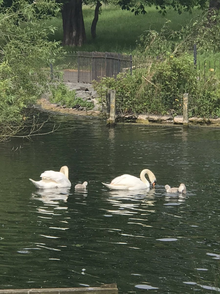 Mandie Rowlands tweet media