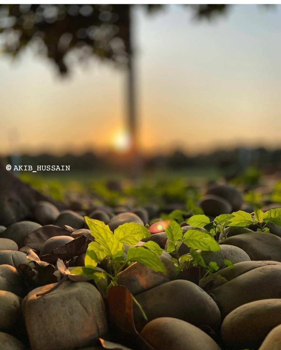 akib_007's tweet photo. #brownishstones #lushgrass #dryleaves
Β© π°πΊπΈπ±_π·ππππ°πΈπ½ @AFTABSHABNAM @Fayaaz_Dar @Mehvish36608636 https://t.co/5Hh3D1fDCb