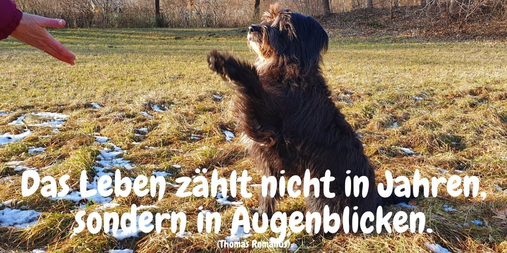 SpieleHunde's tweet photo. "Das Leben zählt nicht in Jahren, sondern in Augenblicken."
(Thomas Romanus)

Euch allen ein schönes Wochenende.  🔆
Genießt die Zeit mit euren Hunden. 🐶

https://t.co/FNuUw1OizR https://t.co/XRPJP88eo1