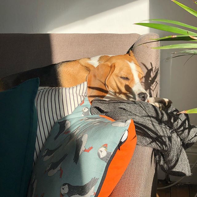 DarwinLeeds's tweet photo. Darwin will find absolutely any sunny spot, look how much he loves it 🥰☀️💤
.
.
.
#darwinleeds #saturday #saturdaymorning #weekend #lazymorning #lazyweekend #morningsunshine #sundaysnooze #comfy #sunnyspot #donotdisturb…

📸 https://t.co/Tu1XcFSr3U via https://t.co/vQrUJWGINM https://t.co/AikeO0GQs1