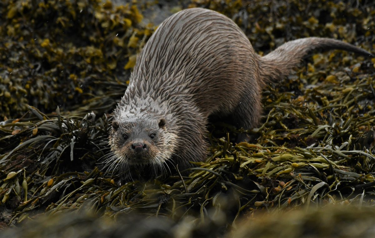 Skye High Wildlfe tweet media