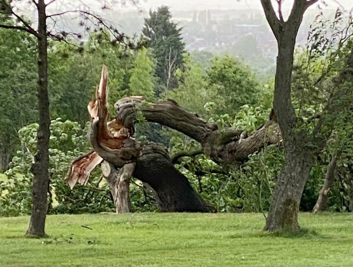 MartinBirchall's tweet photo. @ChorleyGolfClub @CGCSwingroom @Bobvokey Sad day at the club to see our "Stag" oak tree "Culled" in the high winds. This tree made it onto the Ancient tree inventory @Ecology1BIGGA https://t.co/cPqh5us2iF