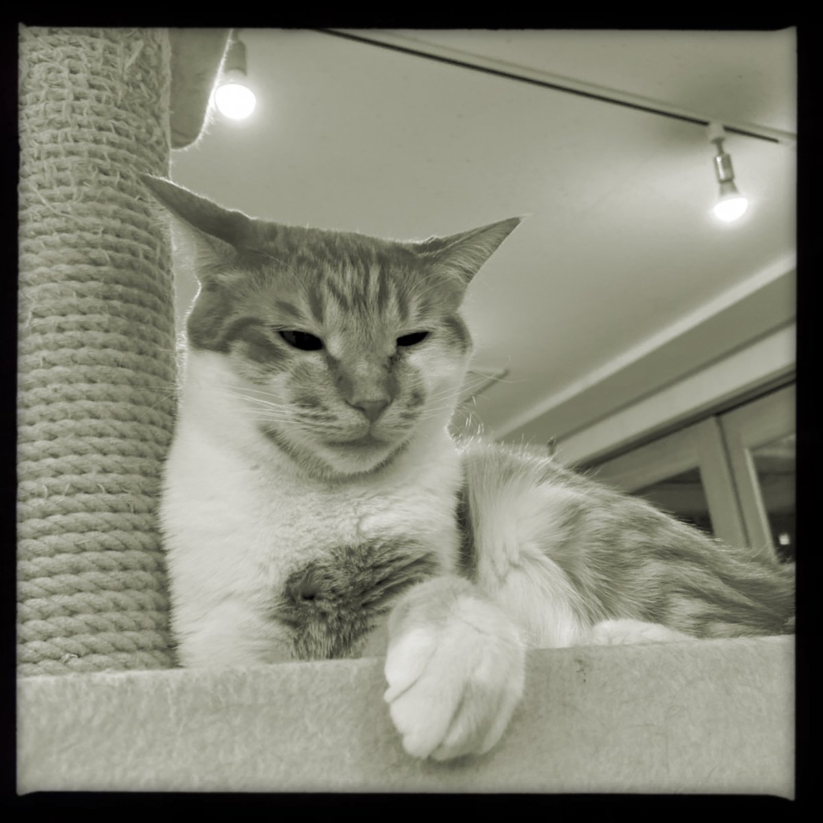 obi_wan_eclipse's tweet photo. Looks like to say "You're welcome to talk to me anytime". #猫式 #cat #ShotoniPhone #BuzzMK1 #Claunch72 #Hipstamatic https://t.co/GkQlYI6h54