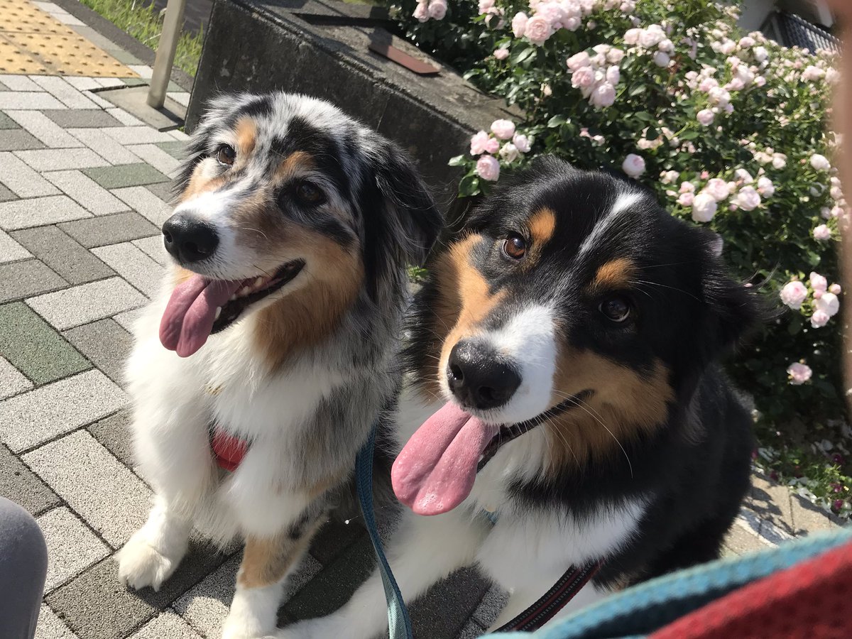 まき Sato1593suger Twitter