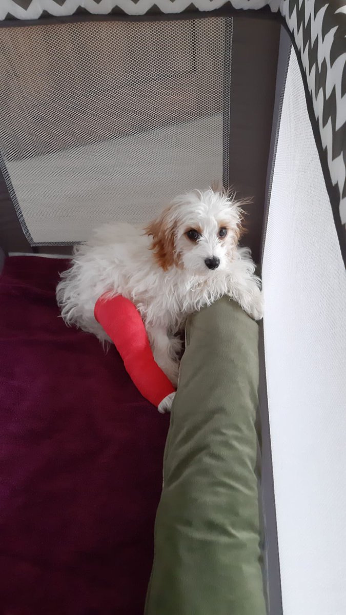 FrankMurphy8's tweet photo. @OliviaSDON #resiliencepuppies https://t.co/7AQUGbPxwP