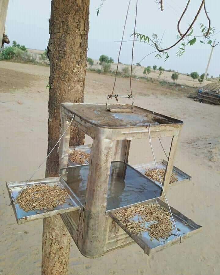 भूखे-प्यासे पक्षियों को भोजन कराने की तकनीक 🙏🙏