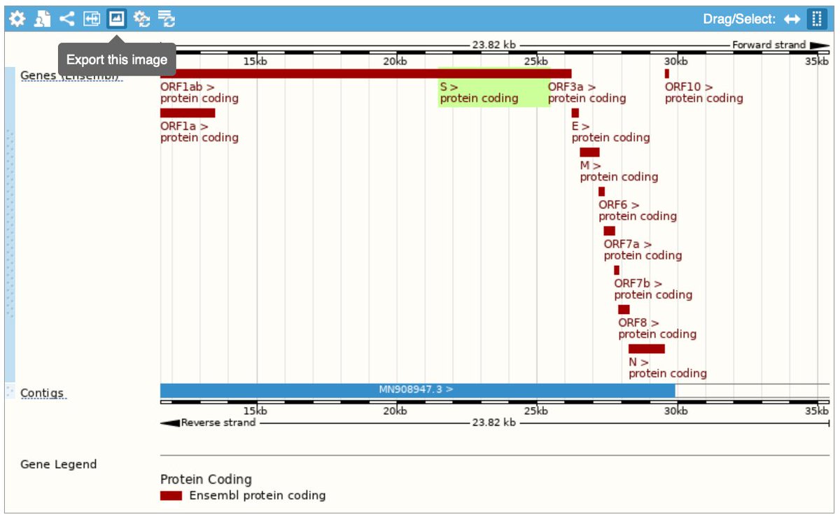 ensembl's tweet photo. Our #COVID19 resource has #opendata available for download.
Click the:
- Excel icon to get a table
https://t.co/7h4enVsbLA
- βExport this imageβ icon to get an image
https://t.co/uXN3odA3uY
More on our #SARSCoV2 browser in the #Ensemblblog: https://t.co/IiSH107ML1
#coronavirus https://t.co/rRTj7eL1oT