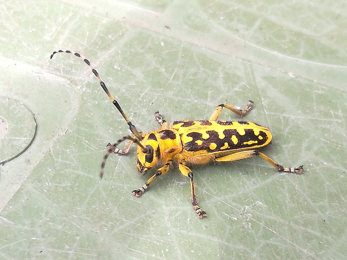 Wie weet wat voor een insect dit is?