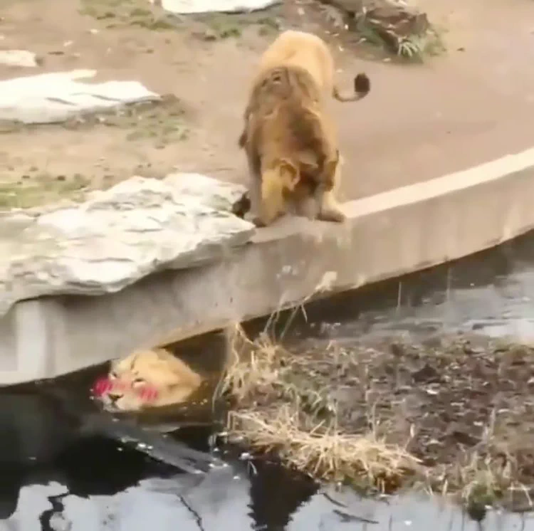 @newsconclusion ﾊｽﾞｶｼ/// 