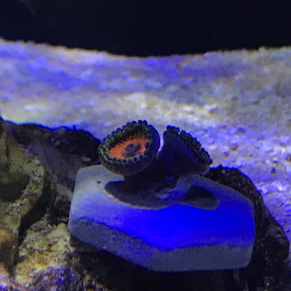 kevin_javellana's tweet photo. Please grow #Saltwatertankjourney #saltwatertank #aquarium #reef #NanoTank #FOWLR https://t.co/jE3vFkGUab