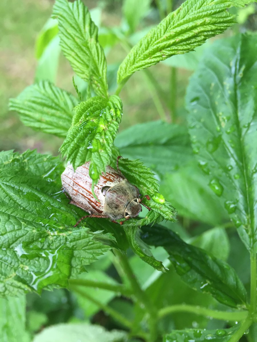 Wisteria #drawing is slowly growing as the blooms in the garden are fading &amp; being replaced by the Rambling Rector rose
Other May excitement has been discovering a cockchafer &amp; the helping paws of May the cat while potting on toms
#garden #distraction #art