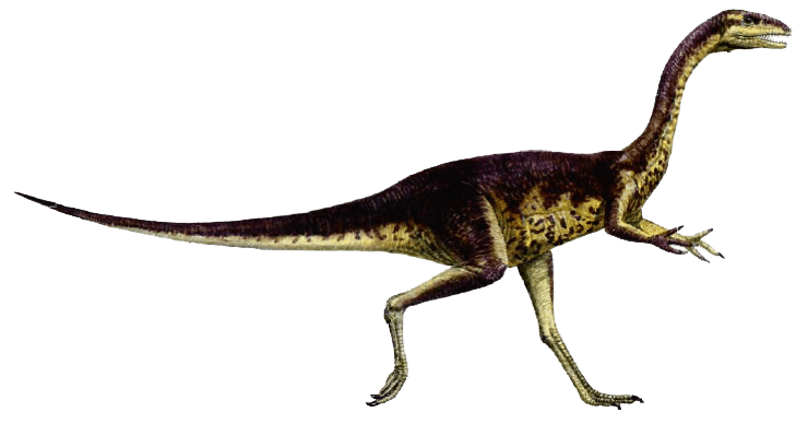 FnFPicks's tweet photo. Today's #FnFPicks #AnimalOfTheDay is #Elaphrosaurus

#DidYouKnow According to a latest report, the few skulls of them show that the youngsters had teeth, but adults lost their teeth, replacing them with a horny beak. 

For more, watch out the video here:
https://t.co/u9YijdJ7bt https://t.co/zzkHnc1M7e