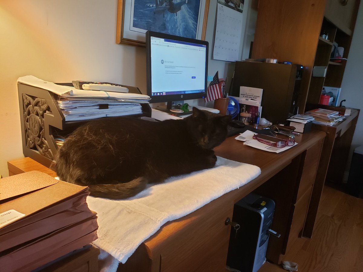 MidniteTraveler's tweet photo. Dad says I'm in the way. I tell him that I am here to assist him wherever needed. Just don't interrupt my nap, or baths, or my meditation. #cats #catlovers #CuteCat #CatsOfTwitter https://t.co/QylBVpX1ZD