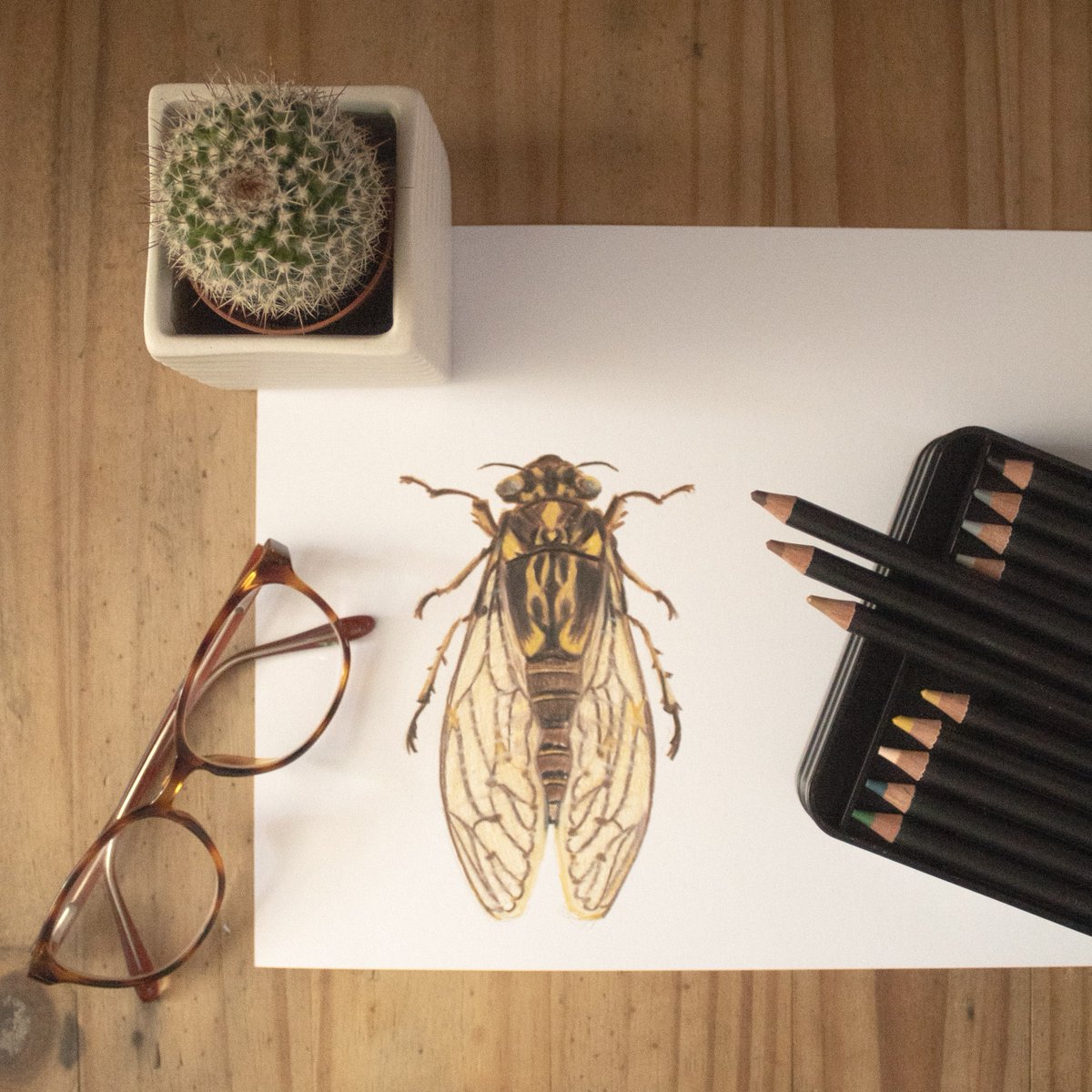 poscauk's tweet photo. Drawing bugs with the New POSCA pencils - Whats your favourite bug? Ours is the Cicada!
#POSCAPencils #POSCAart #POSCAColours #MyPOSCAArt #NewDimensions #POSCA #Pencilsketch #NewDimensionOfCreativity #POSCAPencils #POSCAart
#bugs #DrawingBugs #InsectArt #Cicada https://t.co/KNxyYwGvXp