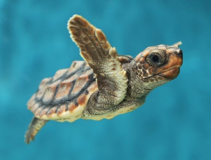 lovetheearther's tweet photo. Happy #WorldTurtleDay2020 🐢✨
Six of the seven marine turtle species are either vulnerable, endangered or critically endangered, according to the IUCN. Let’s protect marine turtles today!
#protectturtles #turtles #marineturtles #saveturtles
https://t.co/xUSv8DF78h https://t.co/b2iUf9G3jR