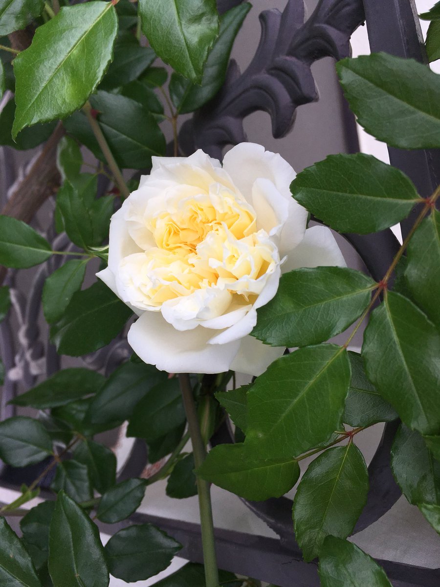 有馬 莞奈 大家さんが育てていらっしゃる白薔薇が今年も美しい 灬 灬 少し盛りを過ぎたけど薔薇園が最高な季節ですね 来年行こ