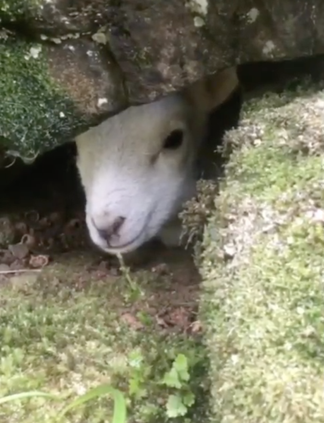 isleofeigg's tweet photo. oh my, even by our standards this lambing story has a very cute and happy ending!  From bluebells and storms to a (very) young lambing apprentice and the fate of a missing lamb #EiggDaytoDay #LockdownLambing
https://t.co/LlY9UIXcPi https://t.co/4fYAFh5zZM