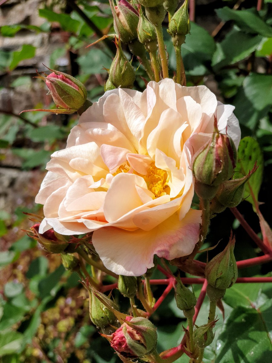 My first roses of the year! Rose from Latin "rosa".  Interestingly, rhododendron is Greek "rhodon" = 'rose' + "dendrum" = tree. Rosetree. Primrose, by the way, is "prima rosa" 'first flower' #englishlanguage #etymology #marjonuni