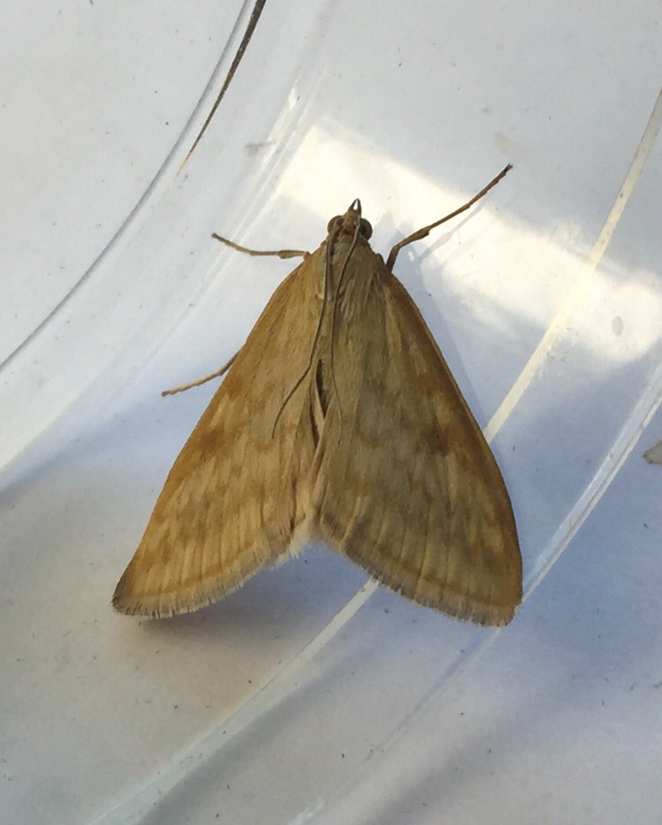 Alanroman14's tweet photo. @MothIDUK help please on these two. Possibly Bordered Pug and ? https://t.co/1F2E3iufvf