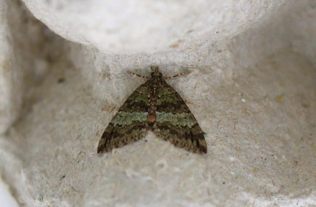 attjemeekma's tweet photo. Nachtvlinders zijn bijzonder boeiend. En omdat ik meedoe aan de #BIMAG monitoring, weet ik wat er zoal vliegt in het boerenland. Nu o.a. deze spanners 🦋
#witte_grijsbandspanner
#groenbandspanner
#moeraswalstrospanner
#boerenmeteninsecten
#nachtvlinders🌙
#insectenopdeboerderij https://t.co/0rrny3tJsK