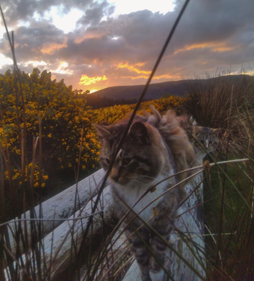 Beautiful Mourne Mountains, Co Down, N  #Ireland. Mournes are made up of 12 mountains with 15 peaks & include the famous Mourne wall (keeps sheep & cattle out of reservoir)! Area of Outstanding Natural Beauty. Partly  @NationalTrustNI.Daniel Mcevoy (with lovely cats!)  #caturday