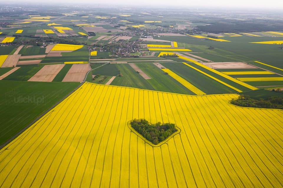 travel2poland's tweet photo. 💛From #Poland with love 💛
Au mois de mai, les champs de colza sont en fleurs 🌼
En voici un très beau capturé à 20 km de la ville de #Wrocław.
#seeyousoon #Polandwillwait #polandtravel
📸@ulickiPL https://t.co/TGcoPQhJd0